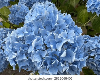 Hydrangea macrophylla 'Bodensee' (Blue Mophead Hydrangea) flowering in summer