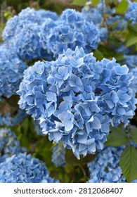 Hydrangea macrophylla 'Bodensee' (Blue Mophead Hydrangea) flowering in summer