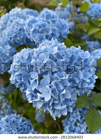 Hydrangea macrophylla 'Bodensee' (Blue Mophead Hydrangea) flowering in summer