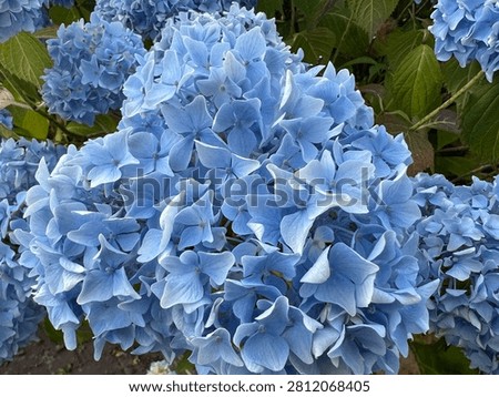 Hydrangea macrophylla 'Bodensee' (Blue Mophead Hydrangea) flowering in summer