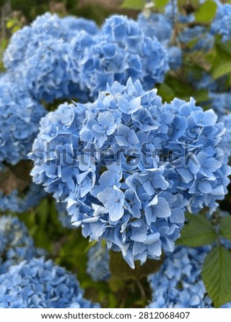 Hydrangea macrophylla 'Bodensee' (Blue Mophead Hydrangea) flowering in summer