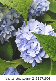 Hydrangea macrophylla closeup of a blue to periwinkle hue surrounded by green leaves
