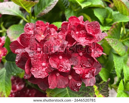 Hydrangea macrophylla ‘Royalty Collection Hot Violet’ (Red Mophead Hydrangea) flowers in summer with raindrops. Bracts and flowers