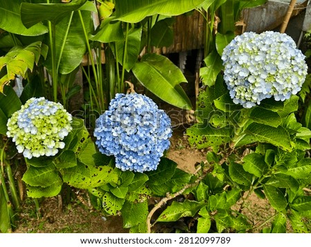 Hydrangea macrophylla, commonly known as Bigleaf Hydrangeas or Hydrangea flower