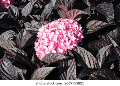 Hydrangea macrophylla 'First Editions' 'Eclipse', bigleaf hydrangea, shrub with pink blossoms
