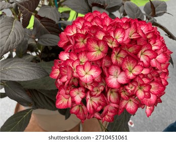 Hydrangea macrophylla 'First Editions Eclipse' with purple leaves. Red hydrangea flowers with green center. June 2024, Gardeners' World Live, Birmingham, UK.
