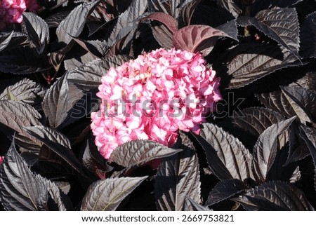 Hydrangea macrophylla 'First Editions' 'Eclipse', bigleaf hydrangea, shrub with pink blossoms
