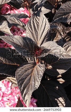 Hydrangea macrophylla 'First Editions' 'Eclipse', bigleaf hydrangea, shrub with pink blossoms
