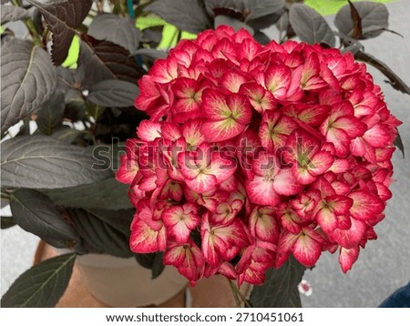 Hydrangea macrophylla 'First Editions Eclipse' with purple leaves. Red hydrangea flowers with green center. June 2024, Gardeners' World Live, Birmingham, UK.