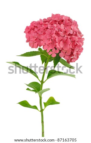 Hydrangea macrophylla  flower  isolated on white background