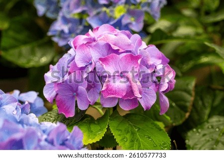 Hydrangea macrophylla in flower show