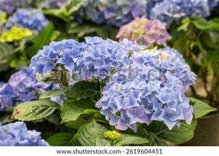Hydrangea macrophylla in flower show