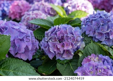 hydrangea macrophylla or hortensia shrub in full bloom, with fresh green leaves in the background.Hydrangea macrophylla is a species of flowering plant in the family Hydrangeaceae
