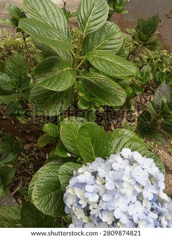 Hydrangea macrophylla, in Indonesian words bunga hortensia or bunga bokor