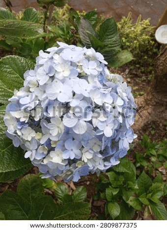 Hydrangea macrophylla or in Indonesian words bunga hortensia or bunga bokor