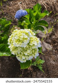 Hydrangea Macrophylla is also known as bigleaf hydrangea, Bloom fron early summer to fall in a variety of colors.