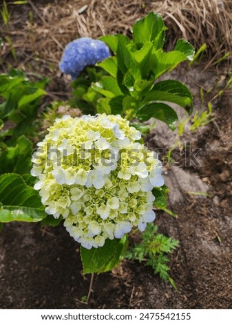 Hydrangea Macrophylla is also known as bigleaf hydrangea, Bloom fron early summer to fall in a variety of colors.