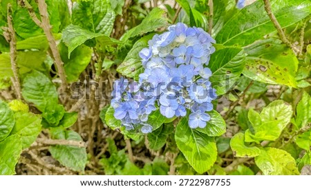 Hydrangea macrophylla, known as the bigleaf hydrangea, is a popular, deciduous shrub from Japan, famous for its large, showy flower clusters (mopheads or lacecaps) in shades of pink, blue, purple, or white, with color determined by soil pH