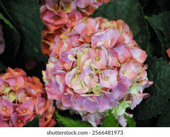 Hydrangea macrophylla, known as the mophead or bigleaf hydrangea, These are variety of hydrangea with large, rounded pale pink snowball flower heads. Hydrangea macrophylla var. norma larger flowers.
