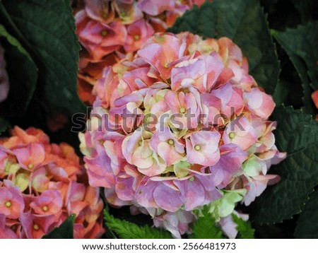 Hydrangea macrophylla, known as the mophead or bigleaf hydrangea, These are variety of hydrangea with large, rounded pale pink snowball flower heads. Hydrangea macrophylla var. norma larger flowers.
