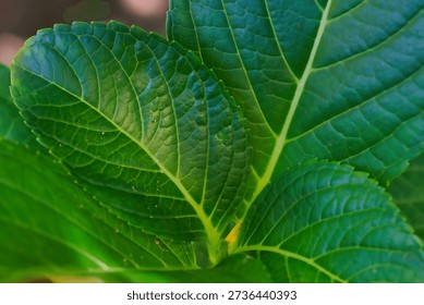 Hydrangea macrophylla Leaf Macro closeup Botanical Specimen Horticulture Medicinal Ornamental