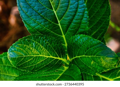 Hydrangea macrophylla Leaf Macro closeup Botanical Specimen Horticulture Medicinal Ornamental