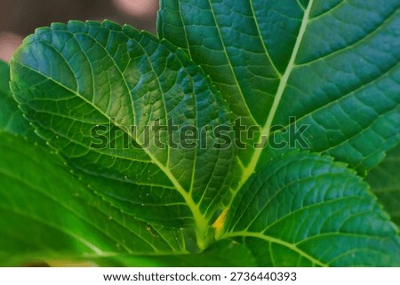Hydrangea macrophylla Leaf Macro closeup Botanical Specimen Horticulture Medicinal Ornamental