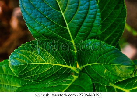 Hydrangea macrophylla Leaf Macro closeup Botanical Specimen Horticulture Medicinal Ornamental