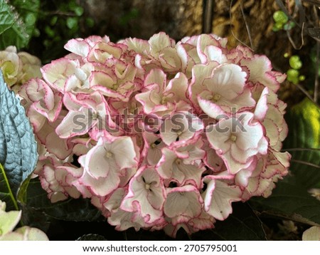 Hydrangea macrophylla 'Midnight Pearl'; bigleaf hydrangea, shrub with white pink blossoms
