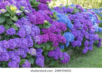 Hydrangea macrophylla ornamental shrub with purple,pink and blue flower heads. Hydrangea garden hedge. Hortensia multicolor flowers. French hydrangea blooming plants. - Powered by Shutterstock