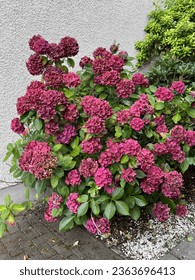 Hydrangea macrophylla 'Red Baron' (Syn. 'Schöne Bautznerin') flowering in late summer