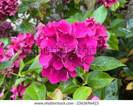 Hydrangea macrophylla 'Red Baron' (Syn. 'Schöne Bautznerin') flowering in late summer