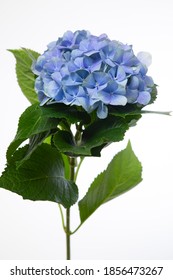 Hydrangea Macrophylla Royal Pride Flower Stock Photo 1856473267 ...