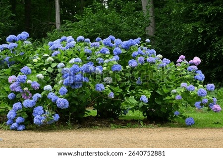 Hydrangea macrophylla Semperflorens blooming shrub 