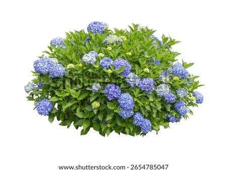 Hydrangea macrophylla shrub with blue vibrant blooms and yellow buds isolated on a white background. Ideal for botanical designs, floristry, plant catalogs, packaging, and garden-themed projects.