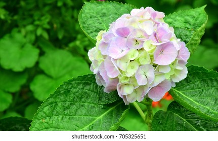 Hydrangea Care And Culture Travaldo S Blog