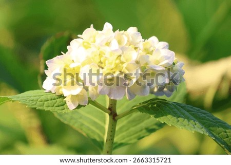 Hydrangea macrophylla (Thunb.) Ser in school garden