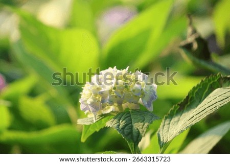 Hydrangea macrophylla (Thunb.) Ser in school garden