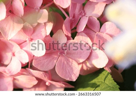 Hydrangea macrophylla (Thunb.) Ser in school garden