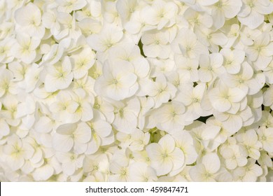 Hydrangea macrophylla white texture
