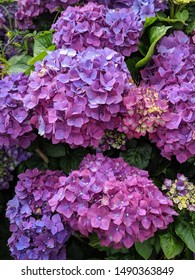 Hydrangea In Maui - Lavender Farm