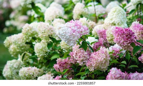 Hydrangea paniculata blooming outdoors, Vanille Fraise panicled hydrangea with pink and white flowers in summer garden - Shutterstock ID 2255001857