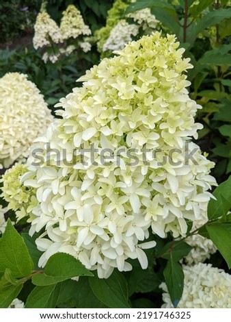 Hydrangea paniculata Bobo. Small flowers, pistachio-white, collected in dense broad-pyramidal panicle inflorescences, turn slightly pink by autumn.