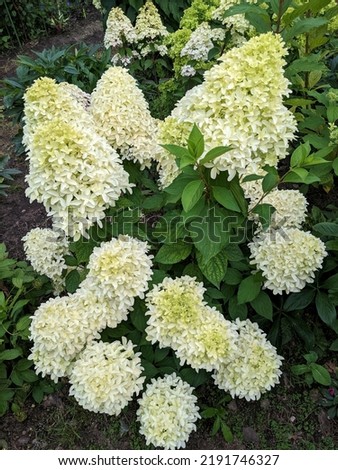 Hydrangea paniculata Bobo. Small flowers, pistachio-white, collected in dense broad-pyramidal panicle inflorescences, turn slightly pink by autumn.