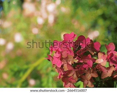 Hydrangea paniculata ‘Mega Mindy’ – compact panicled hydrangea with upright white flowers turning deep pink in late summer, ornamental shrub ideal for borders, hedges and landscaping projects