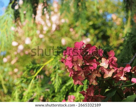 Hydrangea paniculata ‘Mega Mindy’ – compact panicled hydrangea with upright white flowers turning deep pink in late summer, ornamental shrub ideal for borders, hedges and landscaping projects