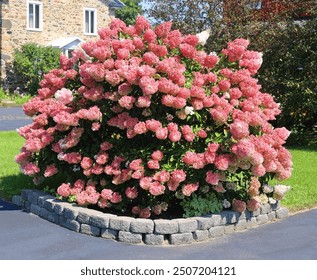 Hydrangea paniculata: Extremely hardy and sun-resistant, it produces large, conical white flowers that turn pink. (Ex: Vanilla Strawberry). Hydrangeas (commonly called hortensias) are very popular ornamental shrubs, prized by Locas Nursery for their spectacular blooms. They thrive in regions with cold winters when selected from hardy varieties adapted to the Quebec climate. Hydrangea  is a genus of 70–75 species of flowering plants native to southern and eastern Asia (China, Japan, Korea, the Himalayas, and Indonesia) and the Americas