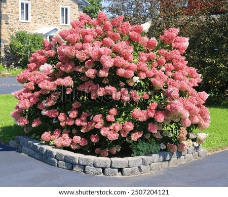 Hydrangea paniculata: Extremely hardy and sun-resistant, it produces large, conical white flowers that turn pink. (Ex: Vanilla Strawberry). Hydrangeas (commonly called hortensias) are very popular ornamental shrubs, prized by Locas Nursery for their spectacular blooms. They thrive in regions with cold winters when selected from hardy varieties adapted to the Quebec climate. Hydrangea  is a genus of 70–75 species of flowering plants native to southern and eastern Asia (China, Japan, Korea, the Himalayas, and Indonesia) and the Americas