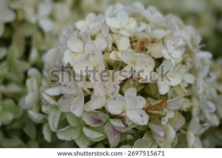 Hydrangea paniculata Gardenlight Whitelight grows in the summer garden