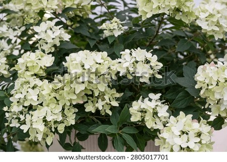 Hydrangea paniculata 'Groundbreaker Ruby' in flower